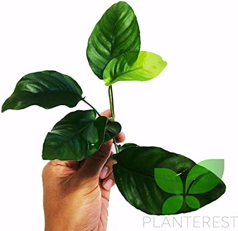Цъфтящо растение | Anubias Barteri Var. Живи Растения Аквариум Nana В Саксии За Начинаещи, Гаранция без Охлюви